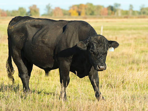 Black Angus Bull stock photo