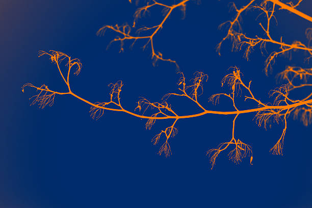 Beauty yellow tree branches against dark blue sky like picture, effect in fotoshop