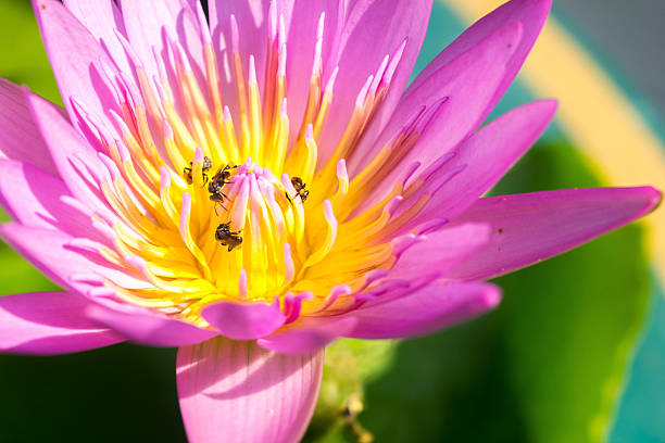 istock lotus flower 466500750