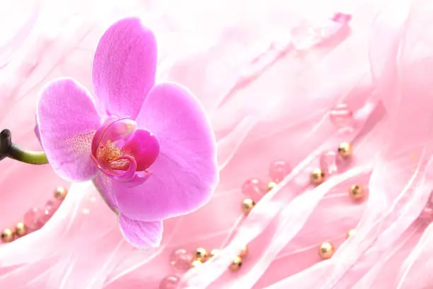 Photo of Orchid