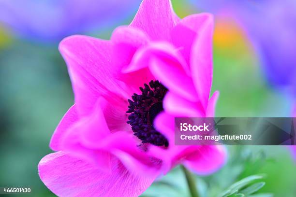 Anemone Flower Stock Photo - Download Image Now - 2015, Anemone Flower, Blue