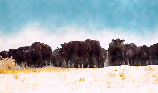 istock Black Angus Herd Moving Through A Snowy Field 466502365