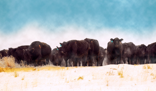 Black Angus herd that is being driven through a snowy winter field to feed lots where they can find food.  The cows are tired and cold.  You can see their breath and the snow crystals they are stirring up as they move.  Blue, soft clouded sky with snow crystals in the air.  Frosty and cold.  Brrrr.  Copy Space.  And some small grain.