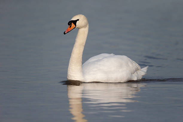 istock Mute swan, Cygnus olor 466503013