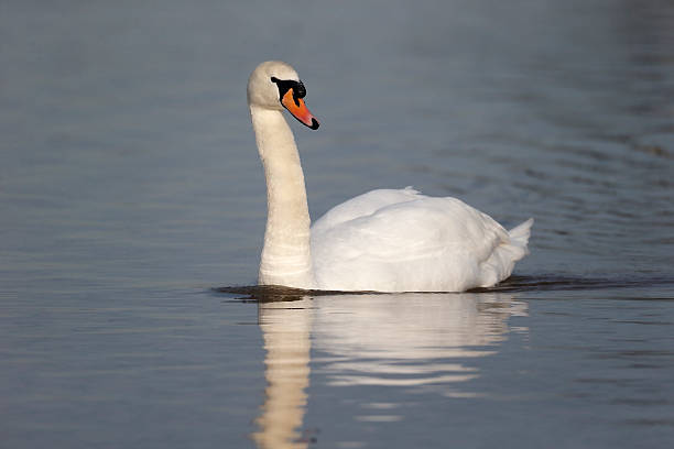 istock Mute swan, Cygnus olor 466503015