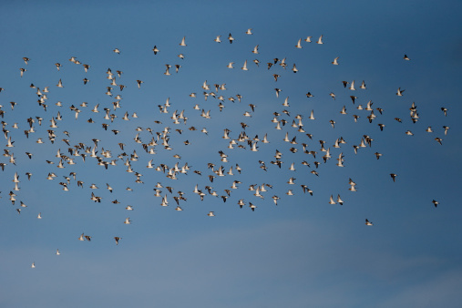 Golden plover, Pluvialis apricaria, group of birds in flight, Gloucestershire, Januray 2014
