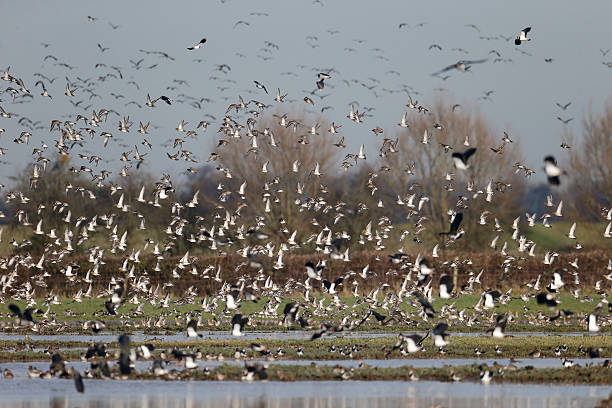istock Golden plover, Pluvialis apricaria 466503025