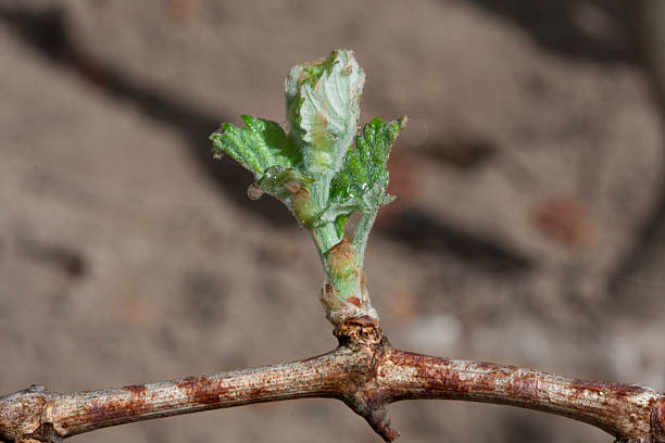istock outbreak of the vine 466503591