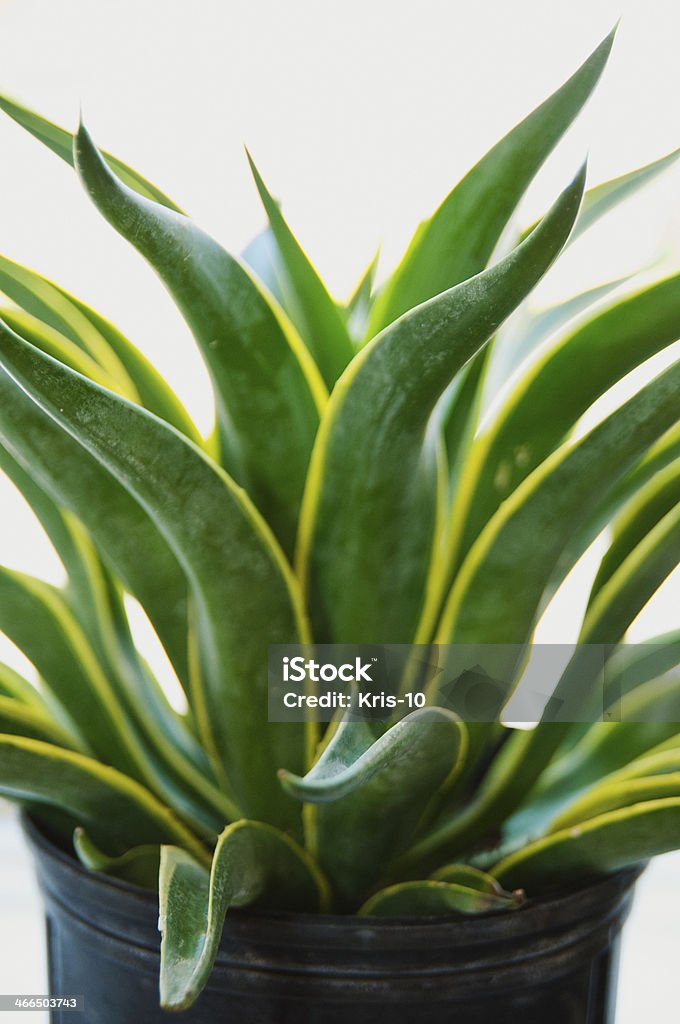 Rubber plant with thick green stalks Close up of rubber plant with thick green stalks outlined in yellow. Indian Rubber Houseplant Stock Photo