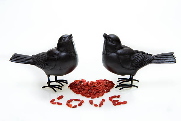 Birds in love