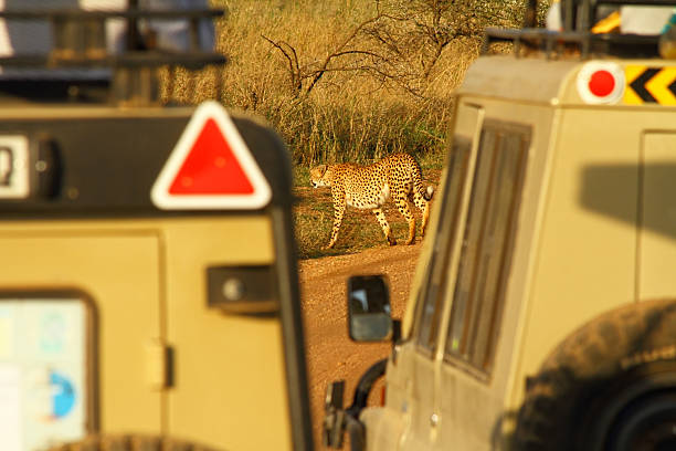 istock Cheetah Framed by Safari Trucks 466504855
