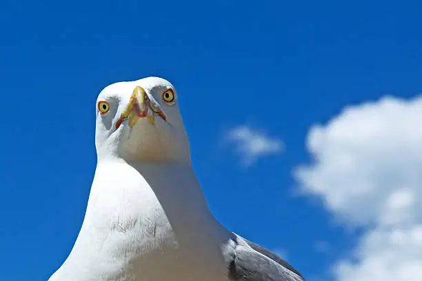 Photo of Seagull