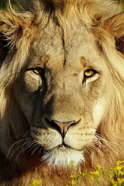 Close up portrait of a male lion in golden light. South Africa.