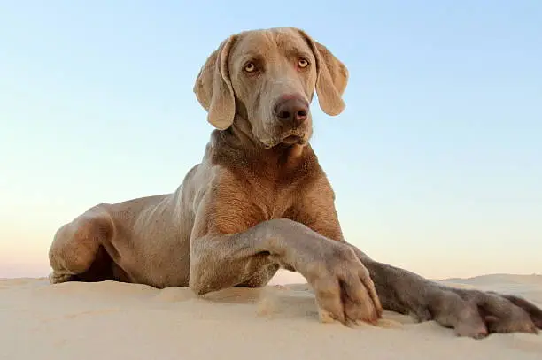 A weimeraner moving his paw while sitting on a sand dune with the sun setting behind him.