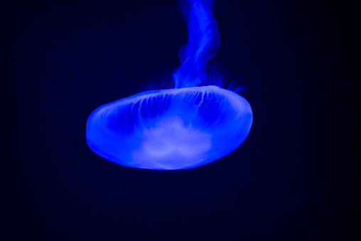 blue jelly fish