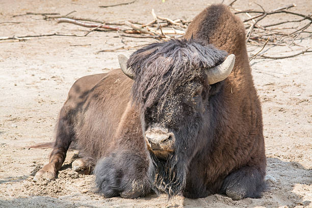 istock Sitting buffalo resting on a sunny day 466506155