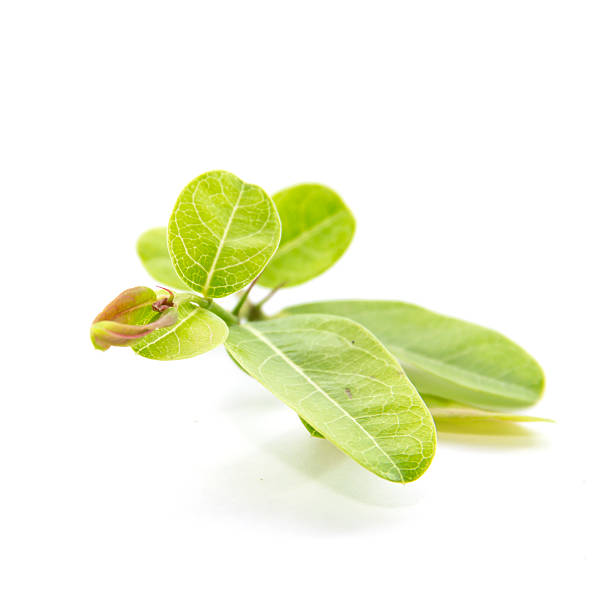 istock Green natural leaflet texture and color 466506284