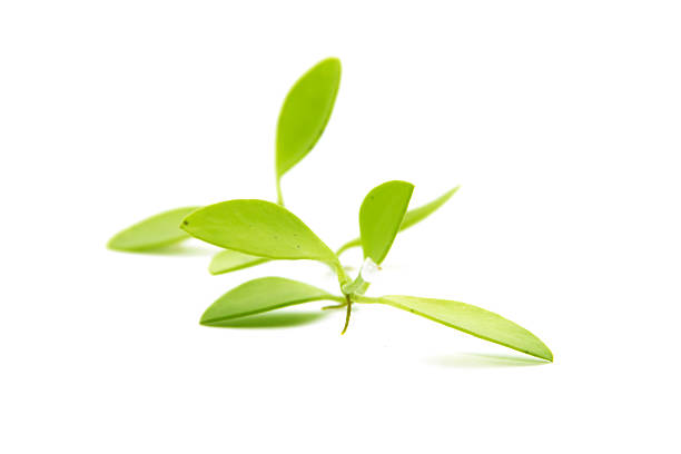 istock Green natural leaves climbing close up 466506314