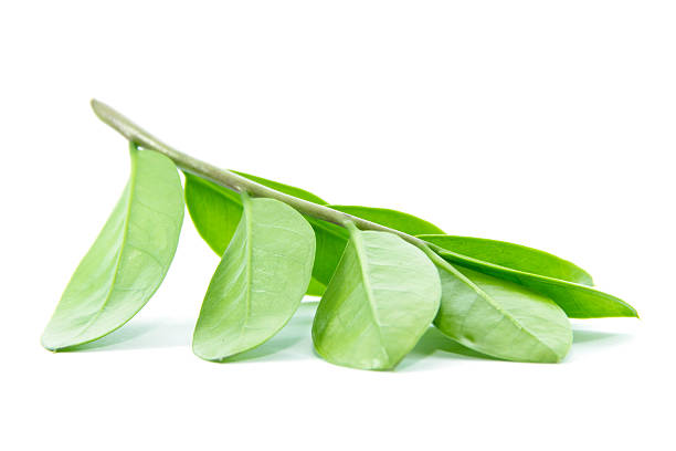 istock Balance green leaves in back side 466506324