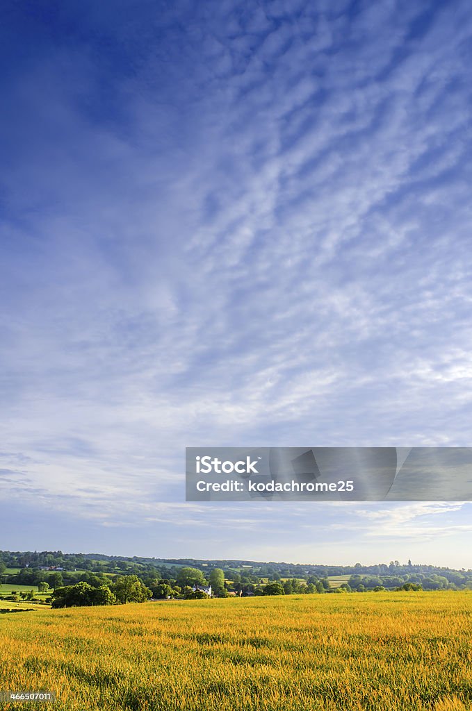 crops a view over a field of ripening wheat in a typical english farmland countryside landscape Agriculture Stock Photo