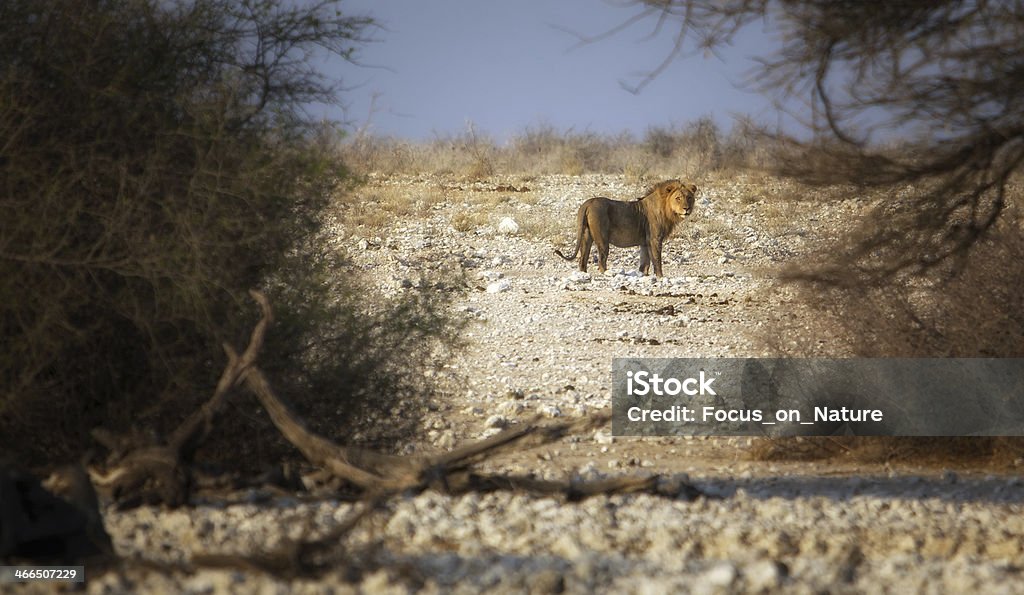 Lion A Lion looking at you in Etosha National Park, Namibia Africa Stock Photo