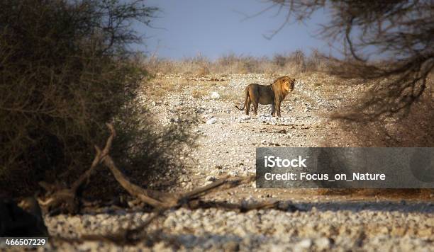 Lion Stock Photo - Download Image Now - Africa, Animal Wildlife, Animals In The Wild