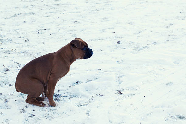 Boxer puppy not wanting to sit in cold snow