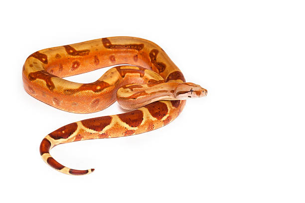 istock Yellow snake with brown spots on white background 466508546