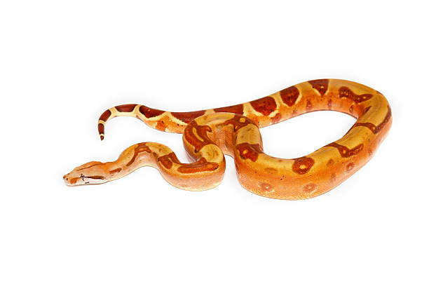 istock Yellow snake with brown spots on white background 466508550
