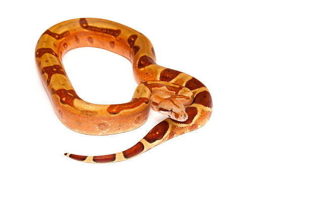 istock Yellow snake with brown spots on white background 466508578