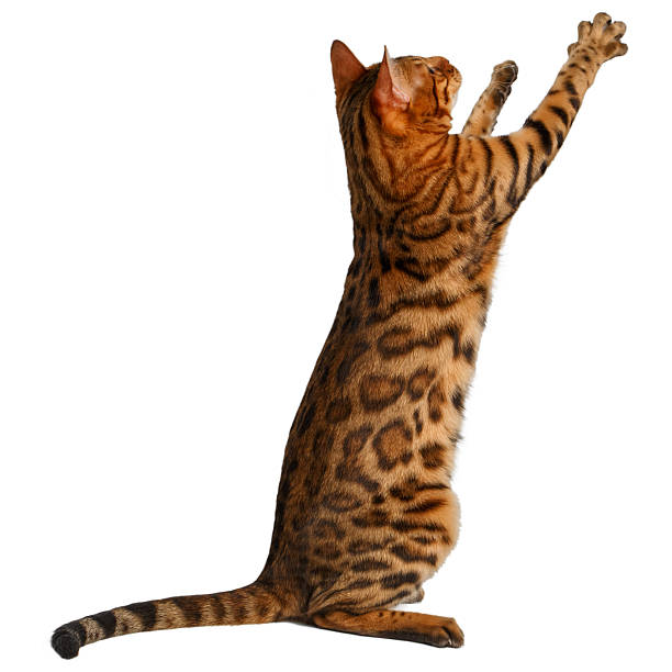 istock bengal cat stand and raising up paw 466508892
