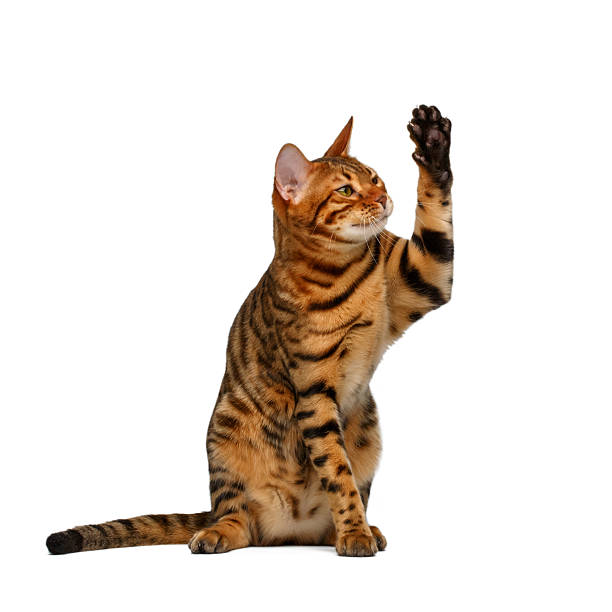 istock bengal cat sits and raising up paw like  high five 466508894