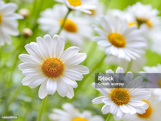Naure Power Stock Photo - Download Image Now - 2015, Beauty In Nature, Blossom