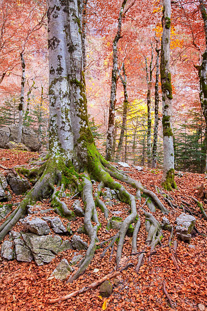 istock Autumn forest in Pyrenees Valle de Ordesa Huesca Spain 466509202