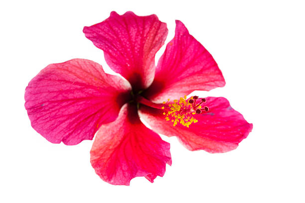 istock Pink hibiscus flowers on white background. 466512186