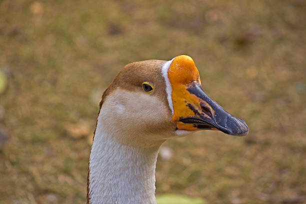 istock Portrait of the goose 466513134