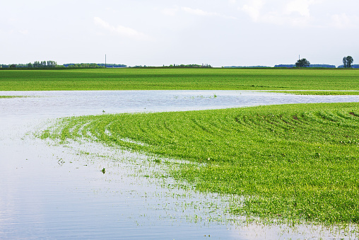 A flooded Minnesota wheat field in Spring.