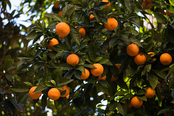 istock Sweet orang in the garden 466513792