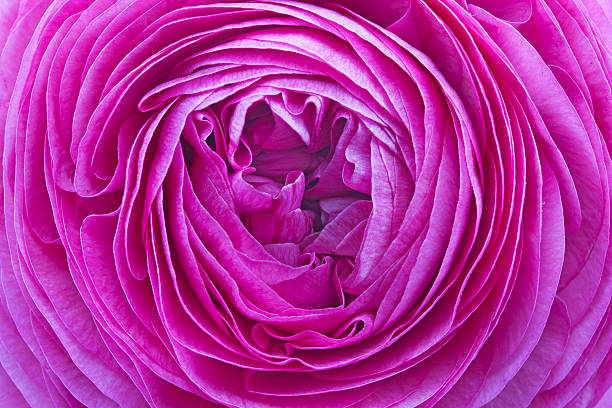 Ranunculus Asiaticus Flower as background