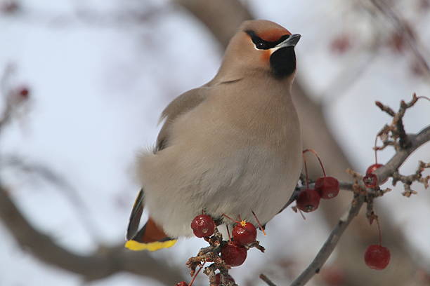 istock Bohemian Waxwing Visiting in a Cold Winter 466516368