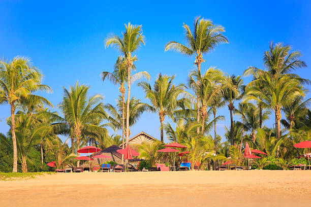 Deck chairs, umbrellas and palm trees at tropical beach. Nobody present.