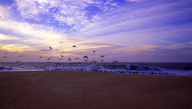 istock Swarm of seagulls on the beach 466523119