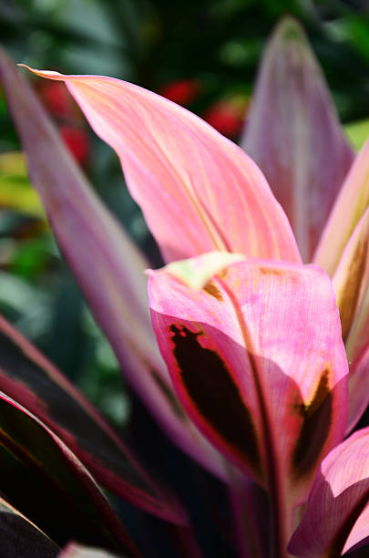 istock Foliage plant in the garden 466527148