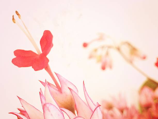 istock Bleeding Heart Flowers 466527328