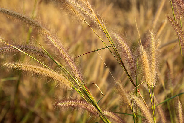 istock grass flower in the paddy field 466528790
