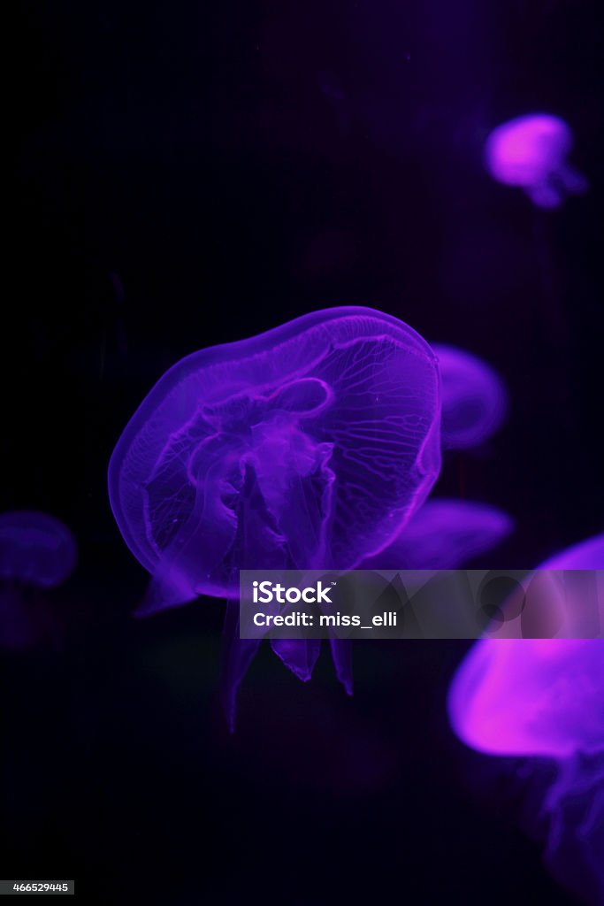 Magic Life Purple glowing jellyfish underwater. Animals In Captivity Stock Photo