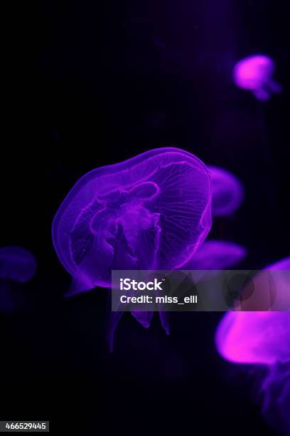 Magic Life Stock Photo - Download Image Now - Animals In Captivity, Aquarium, Beauty