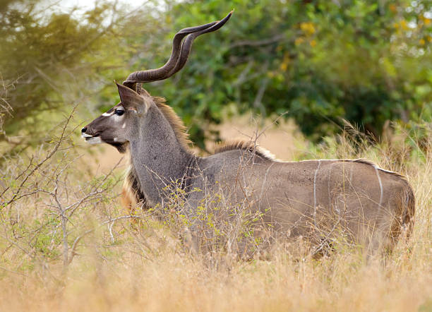istock Kudu Antelope - South Africa 466531909