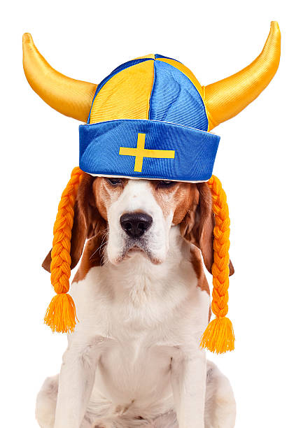 istock beagle in swedish hat , isolated on white 466531916