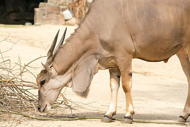 istock Standing brown common eland with spiral horns 466535037